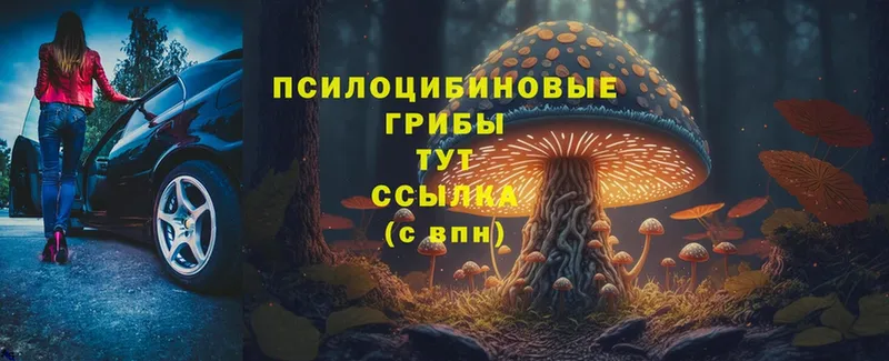 закладка  Дмитровск  Псилоцибиновые грибы MAGIC MUSHROOMS 